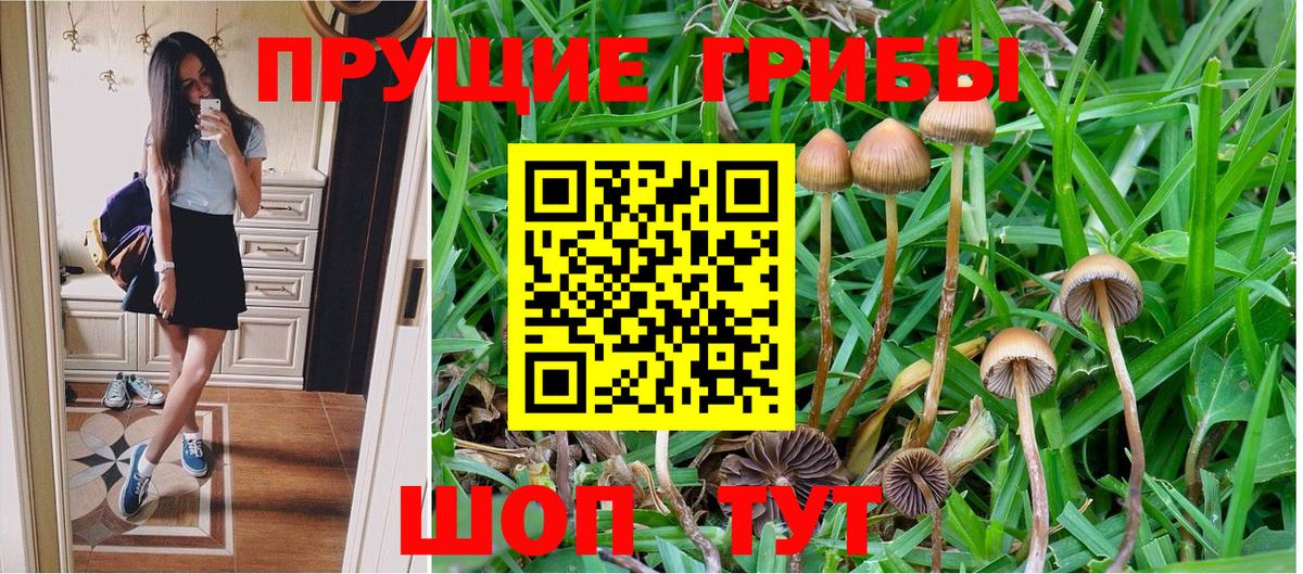 Псилоцибиновые грибы Psilocybe Чехов